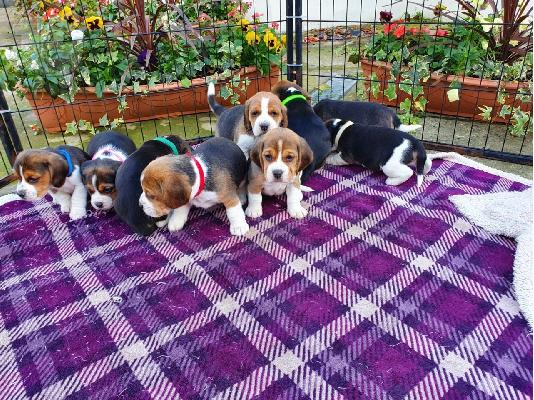 PoulaTo: Ποιότητα κουταβάκια Beagle